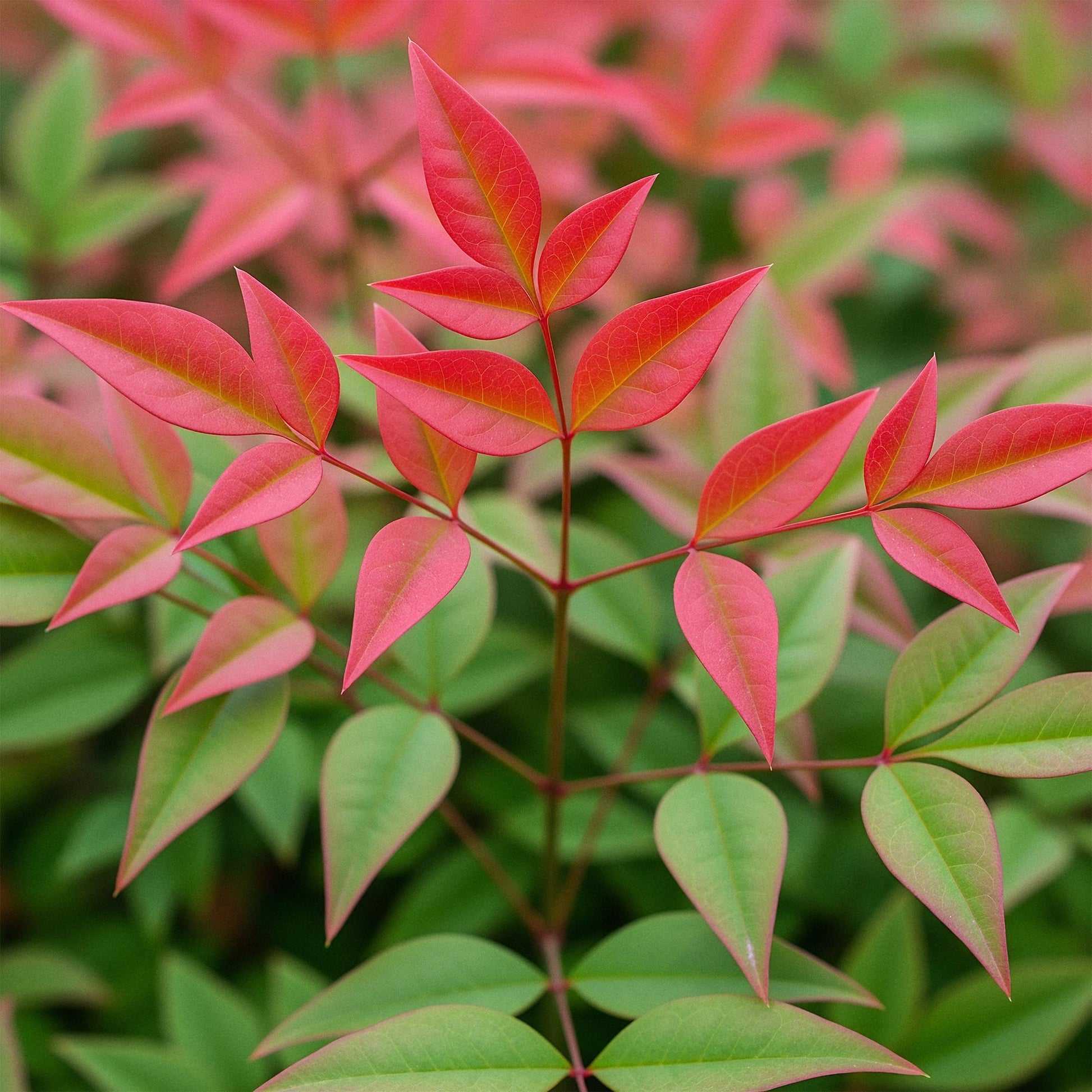 Nandina Obsessed, gros plan sur le feuillage coloré du bambou sacré, avec des feuilles vert vif et de jeunes pousses d'un rouge éclatant.