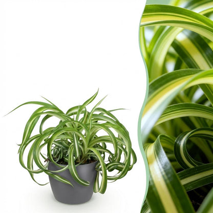 Plante d'intérieur - Chlorophytum comosum Bonnie - Lys de la paix ondulé - Plante amie des animaux - Vert - 1 Plante - avec Pot Gris - Pot de 12 cm - Hauteur 20 cm