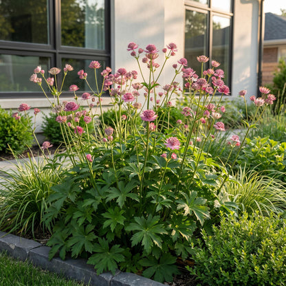 Astrantia major aux fleurs étoilées blanc-rose qui illuminent un massif de jardin, apportant une touche de couleur délicate à l'ombre.
