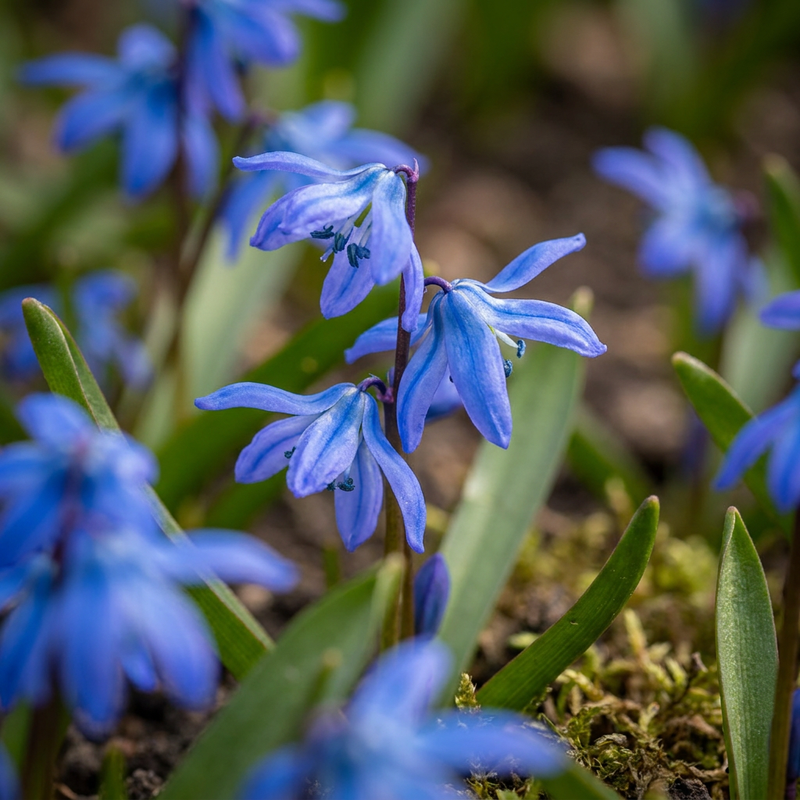 Scille de Sibérie (Scilla siberica) - floraison printanière, naturalisation - calibre 7/8