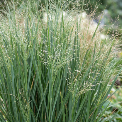 Panicum virgatum Northwind. Gros plan des feuilles vertes dressées et des panicules légères de l'herbe des Prairies.