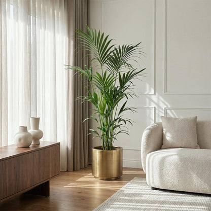 Plante d'intérieur - Howea Forsteriana - Palmier Kentia - Peu d'entretien - Vert - 1 plante - Pot 27cm - Hauteur 160-170cm