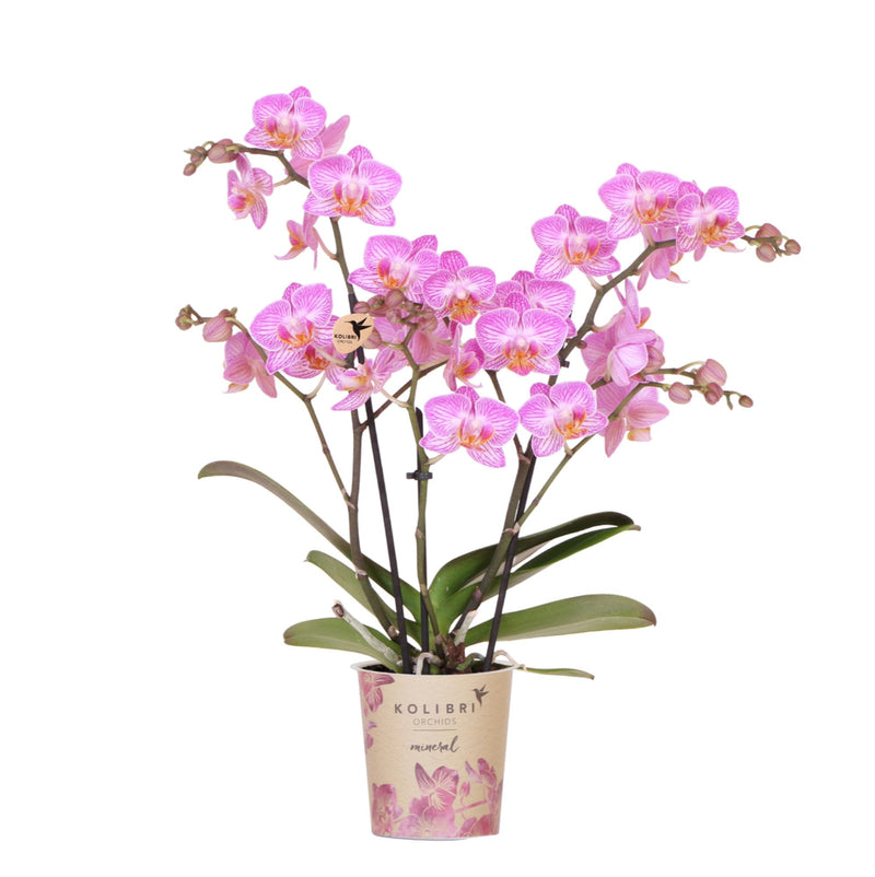 Orchidée Phalaenopsis 'Switzerland' rose (Phalaenopsis) - Pot 9 cm