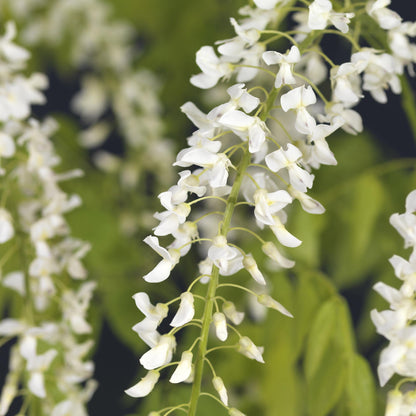 Glycine Wisteria floribunda Alba. Gros plan sur les grappes de fleurs blanches en pleine floraison, avec un feuillage vert flou en arrière-p