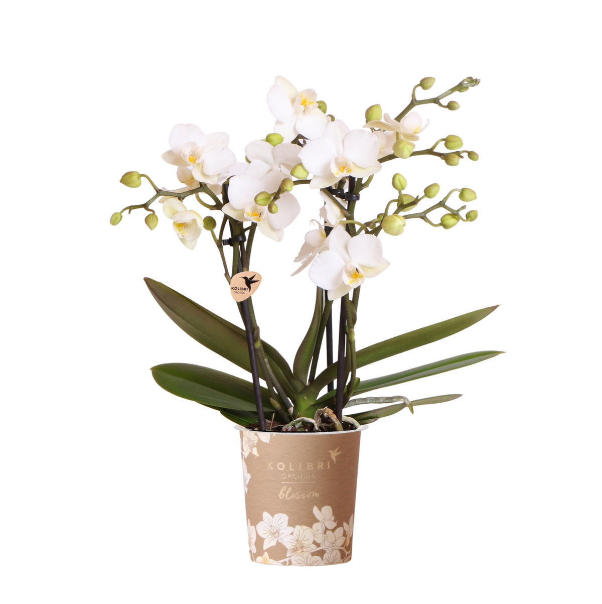 Orchidée Phalaenopsis blanche en pot