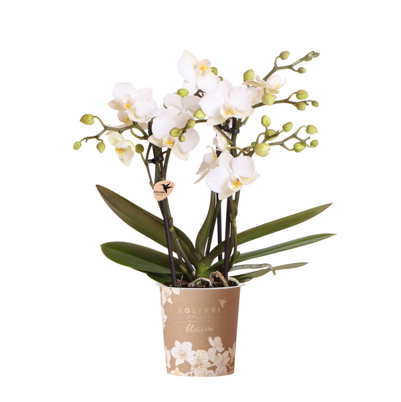 Orchidée Phalaenopsis 'Zurich' blanche (Phalaenopsis) - Pot 9 cm