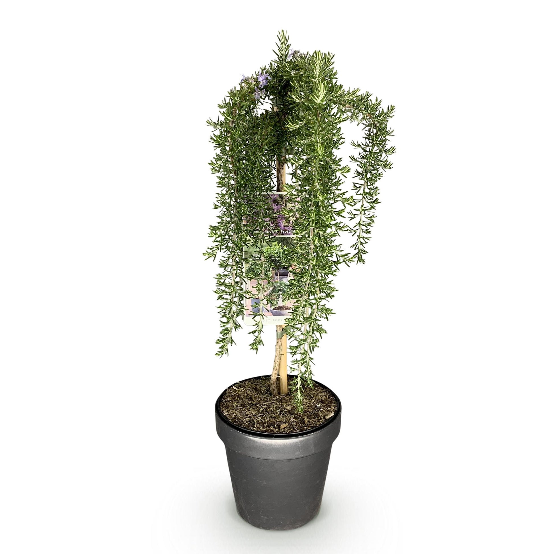 Rosmarinus officinalis Prostratus : un romarin pleureur sur tige avec des fleurs violettes, en pot, sur fond blanc.