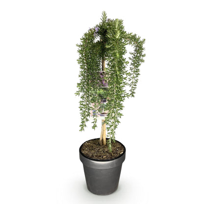 Rosmarinus officinalis Prostratus : un romarin pleureur sur tige avec des fleurs violettes, en pot, sur fond blanc.