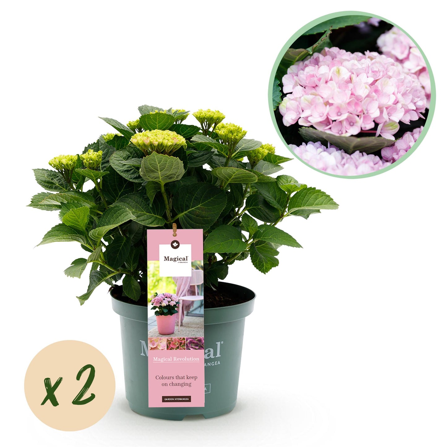 Hortensia Hydrangea Magical Revolution Blue en pot de 23cm, hauteur 55cm, avec vignette floraison rose et bulle indiquant 'x2'.