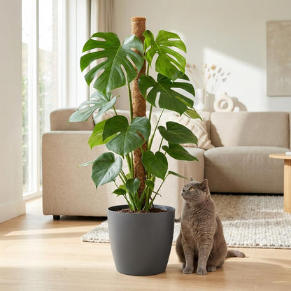 Plante d'intérieur - Monstera Deliciosa sur tuteur - Vert - Peu d'entretien - 1 Plante - avec Potter Gris - Pot 19cm - Hauteur 90cm