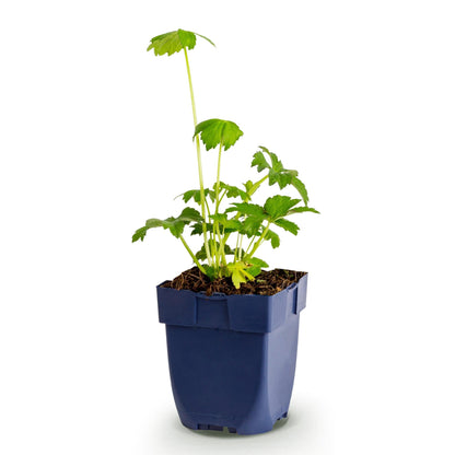 Astrantia major (Étoile des champs) en pot de 11cm, avec un feuillage vert éclatant, prête à être plantée.
