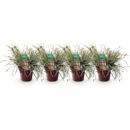 Carex oshimensis Everest. Quatre plants de graminées ornementales en pots sur fond blanc, prêts à être plantés.