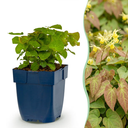 Fleur des elfes 'Frohnleiten' en pot de 11 cm et détail du feuillage et des fleurs