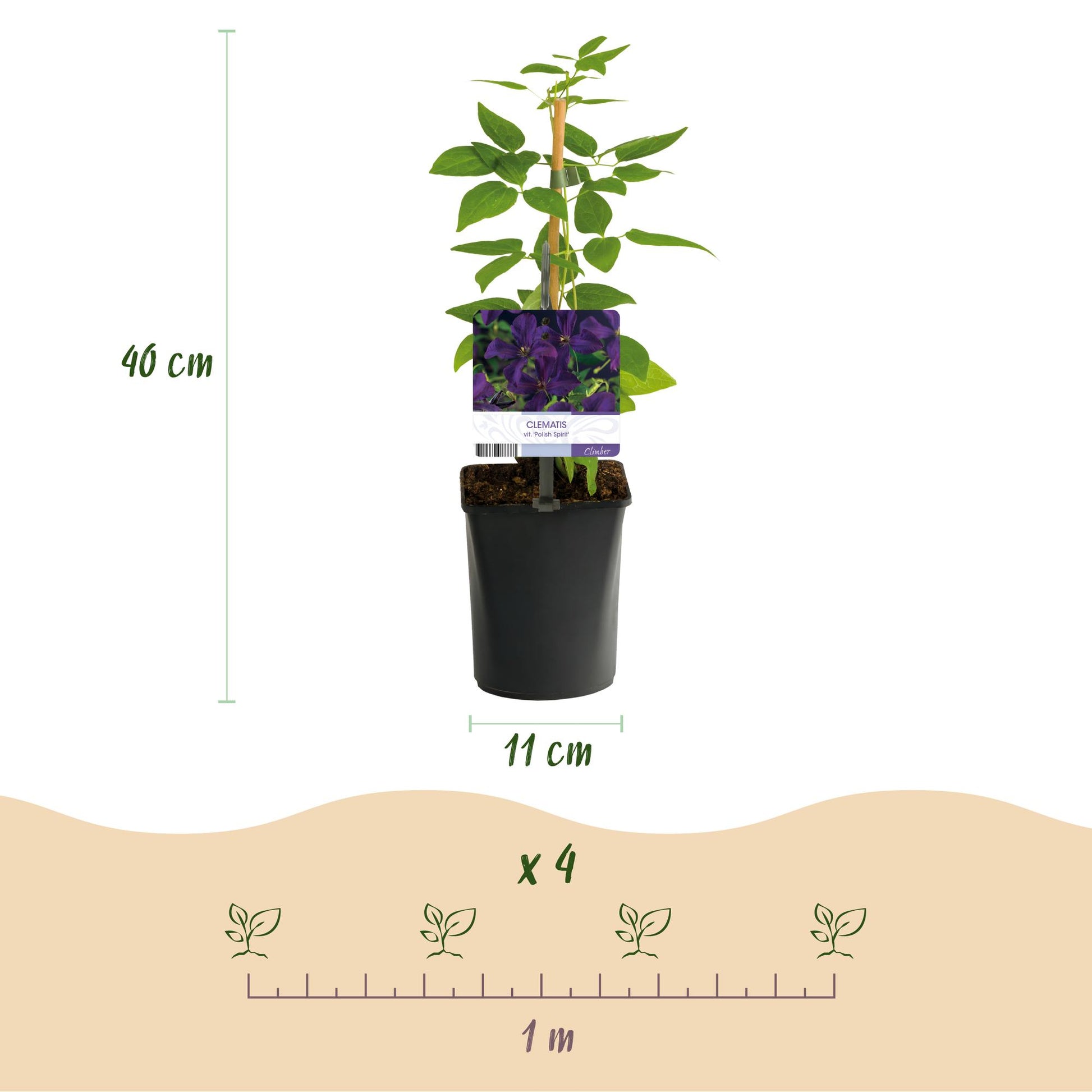 Clématite Polish Spirit, infographie montrant un plant en pot de 11 cm de diamètre, 40 cm de haut, et un schéma de plantation de 4 plants su