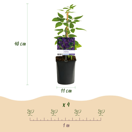 Clématite Polish Spirit, infographie montrant un plant en pot de 11 cm de diamètre, 40 cm de haut, et un schéma de plantation de 4 plants su