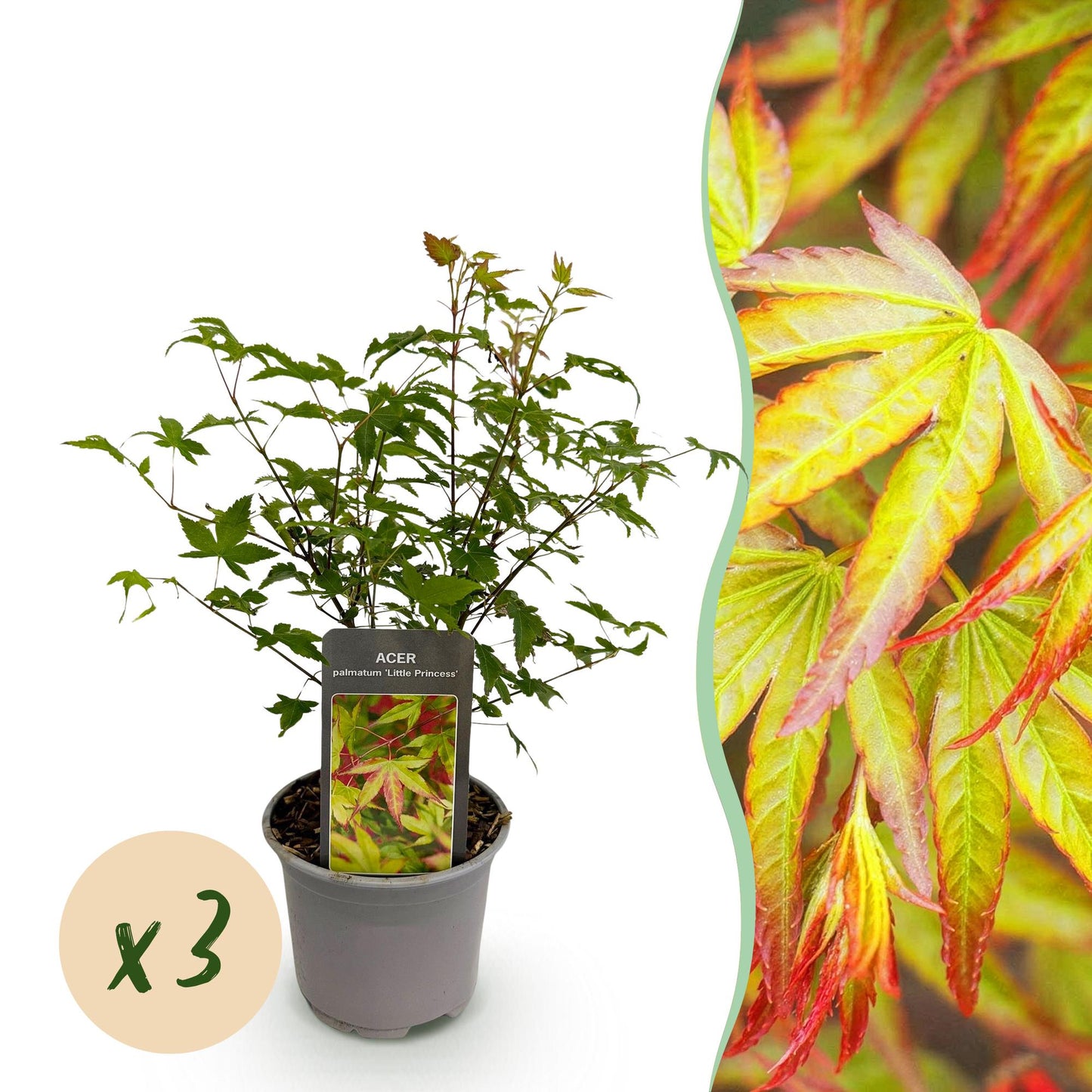 Acer palmatum Little Princess en pot sur fond blanc avec pastille 'x3', et gros plan de ses feuilles vertes marginées de rouge.