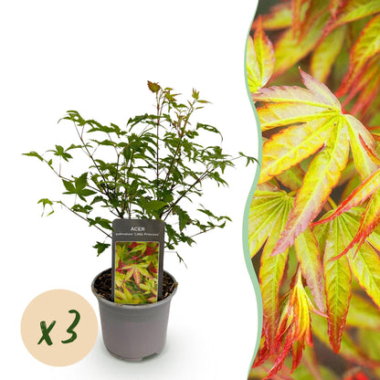 Acer palmatum Little Princess en pot sur fond blanc avec pastille 'x3', et gros plan de ses feuilles vertes marginées de rouge.