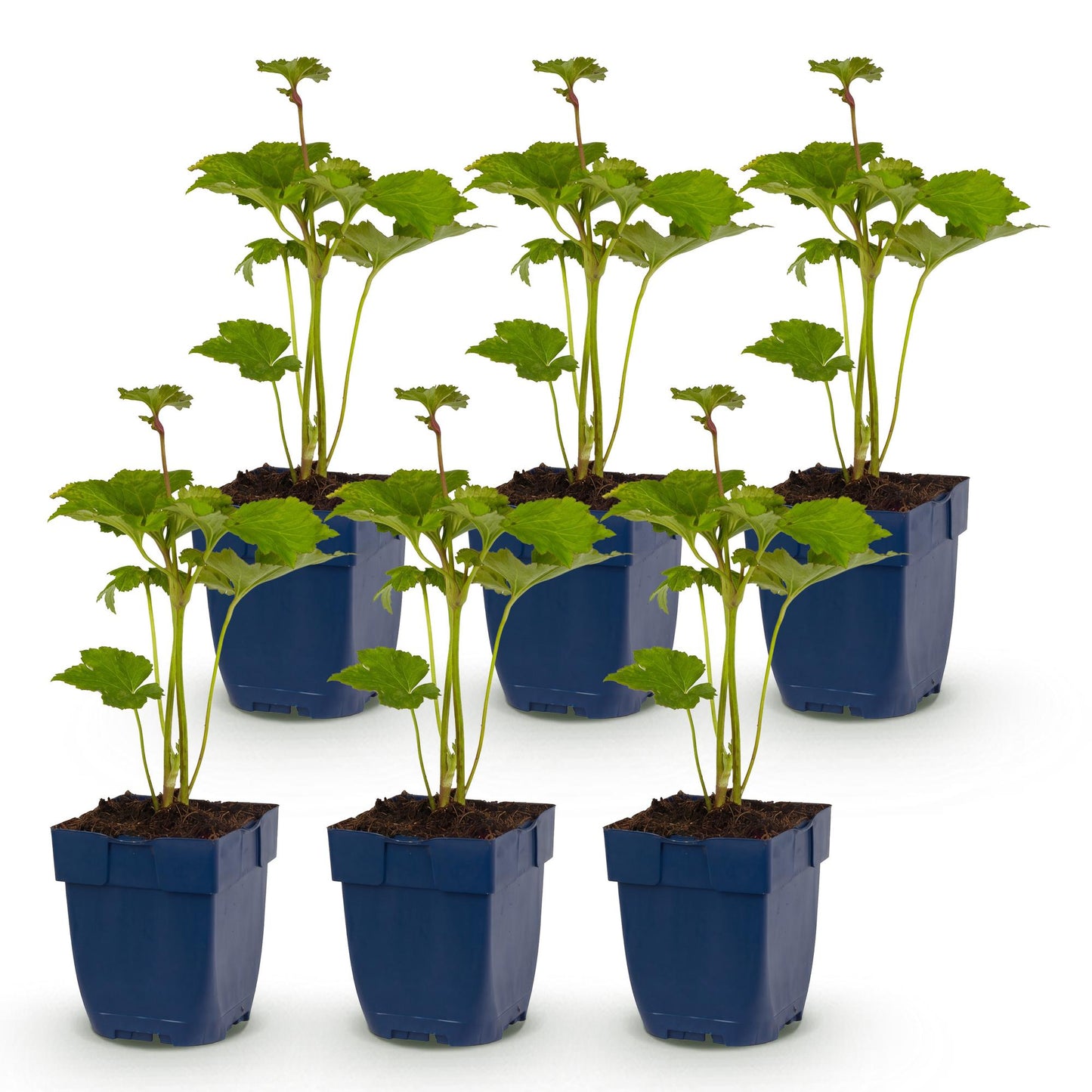Anémone d'automne Kön. Charlotte, 6 plants en pot de 11 cm sur fond blanc, prêts à être plantés pour un jardin rose et ombragé.