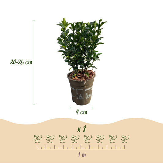 Euonymus japonica Green Spire : Jeune plant de fusain persistant en pot avec ses dimensions de 20-25 cm de hauteur, 9 cm de diamètre de pot,