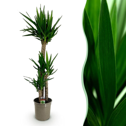 Yucca elephantipes plante d'intérieur en pot de 24cm, hauteur 140cm, tronc épais et feuillage vert lancéolé