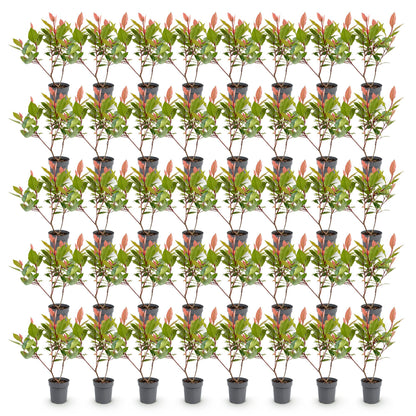 Photinia fraseri Little Red Robin, lot de plusieurs plants en pot de 9cm sur fond blanc, avec un jeune feuillage rouge vif.