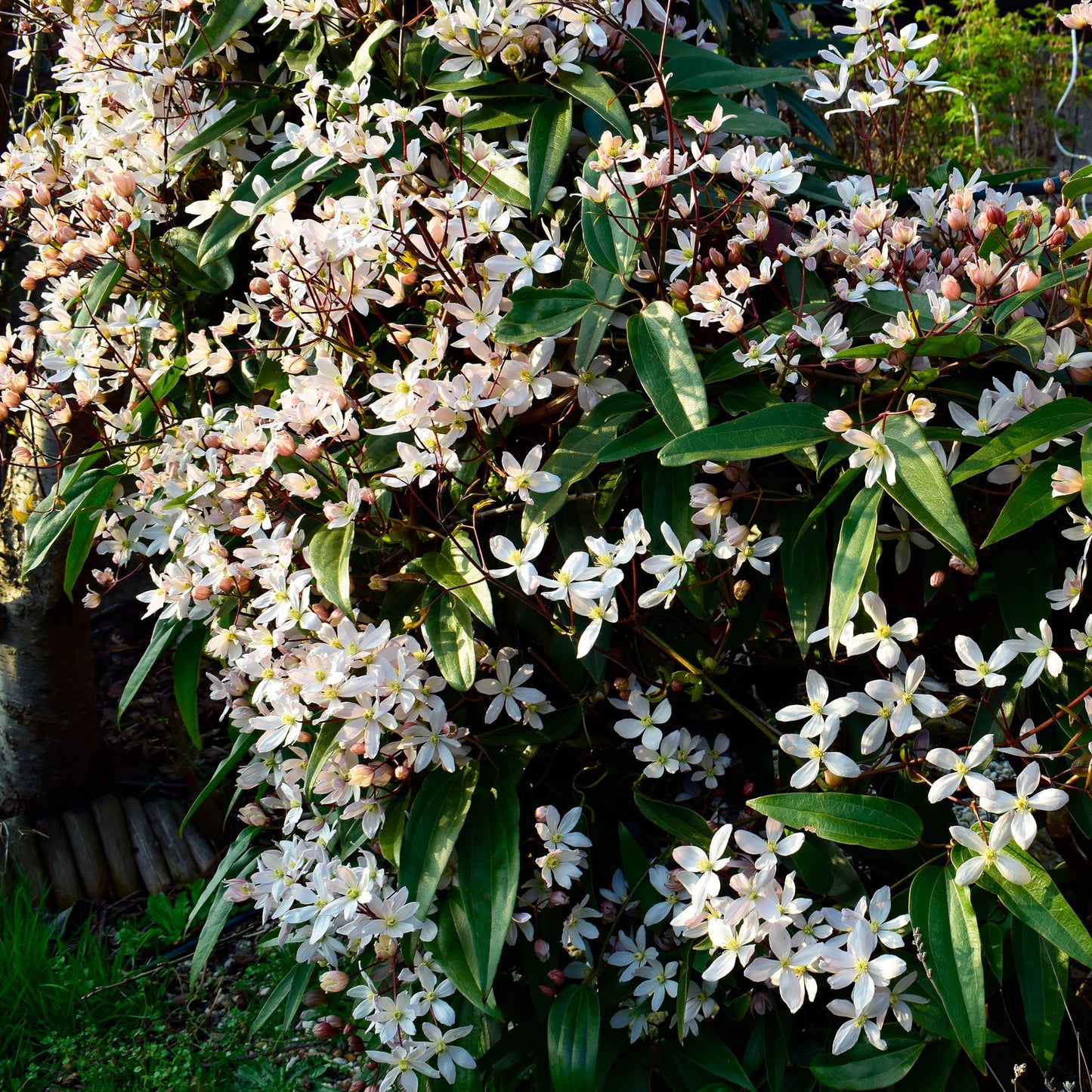 Clematis armandii, plante grimpante aux feuilles persistantes, couverte de petites fleurs blanches en pleine floraison dans un jardin ensole