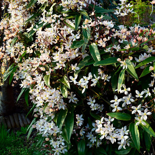 Clematis armandii, plante grimpante aux feuilles persistantes, couverte de petites fleurs blanches en pleine floraison dans un jardin ensole