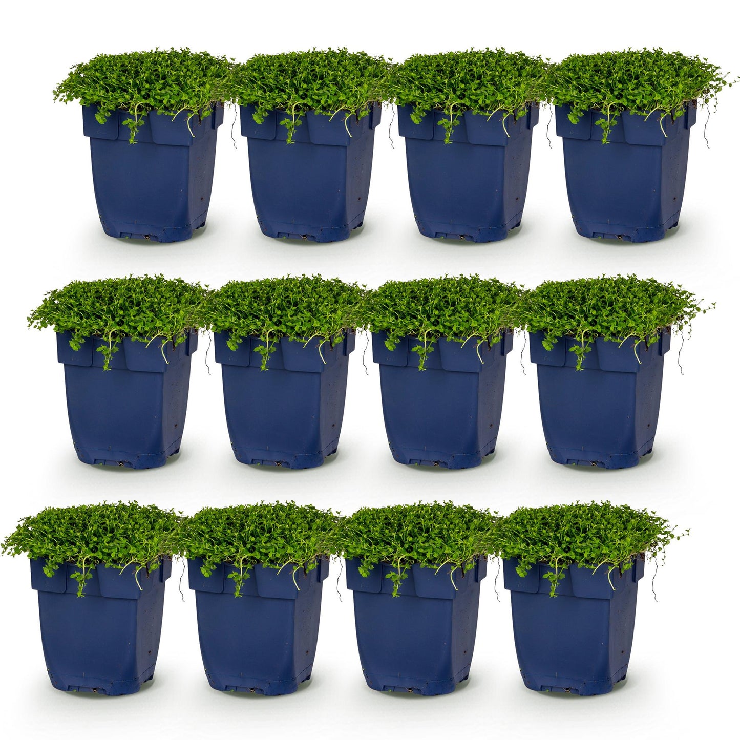 Isotoma fluviatilis. Lot de 12 plants en pots bleus, feuillage vert dense, idéal pour rocaille ou couvre-sol, sur fond blanc uni.