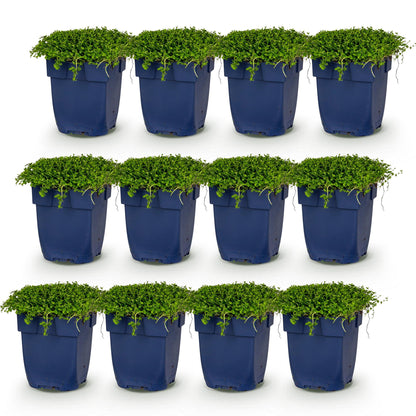 Isotoma fluviatilis. Lot de 12 plants en pots bleus, feuillage vert dense, idéal pour rocaille ou couvre-sol, sur fond blanc uni.