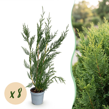 Cupressocyparis leylandii : jeune plant en pot sur fond blanc avec pastille 'x8', à côté d'une photo d'une haie adulte de cyprès.