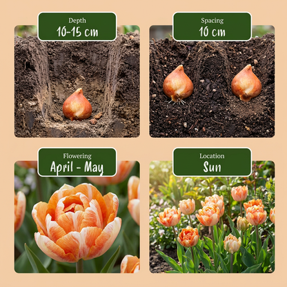Guide de plantation des bulbes de Tulipe 'Candle Light' (profondeur, espacement, floraison et exposition).