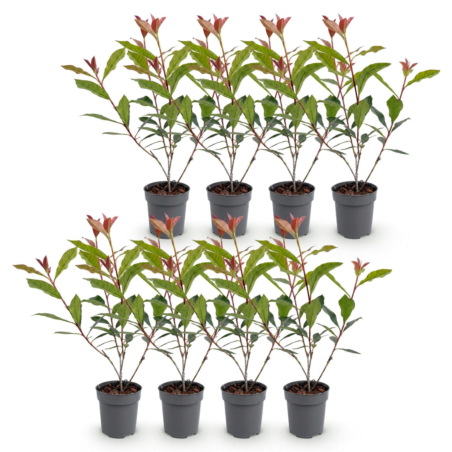 Photinia fraseri Carre Rouge en lot de 8 plants, pots gris, sur fond blanc. Jeunes pousses rouges et feuilles vertes.