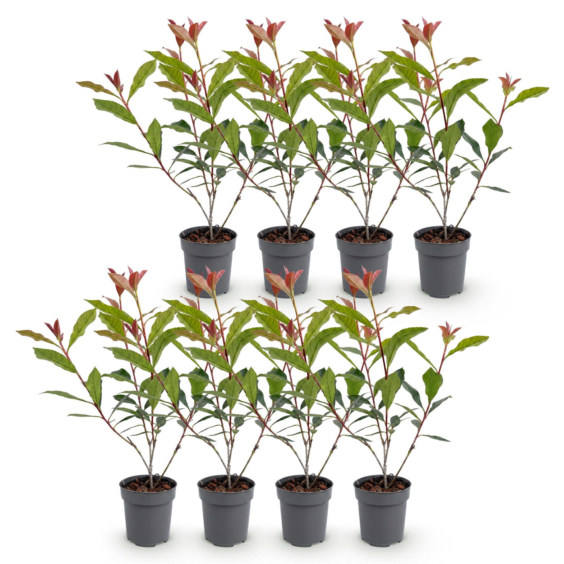 Photinia fraseri Carre Rouge en lot de 8 plants, pots gris, sur fond blanc. Jeunes pousses rouges et feuilles vertes.