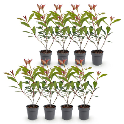 Photinia fraseri Carre Rouge en lot de 8 plants, pots gris, sur fond blanc. Jeunes pousses rouges et feuilles vertes.