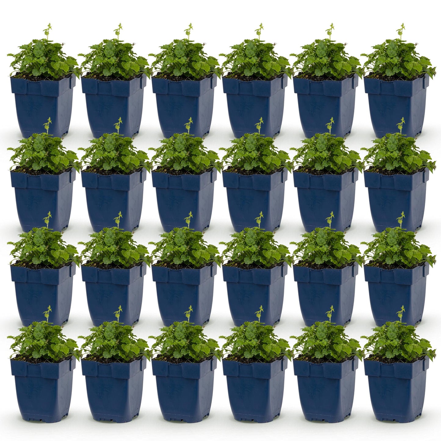 Campanula posch. Lisduggan Variety. Lot de 24 jeunes plants de Campanule en pot bleu sur fond blanc. Plantes vivaces, couvre-sol.