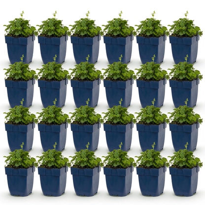 Campanula posch. Lisduggan Variety. Lot de 24 jeunes plants de Campanule en pot bleu sur fond blanc. Plantes vivaces, couvre-sol.