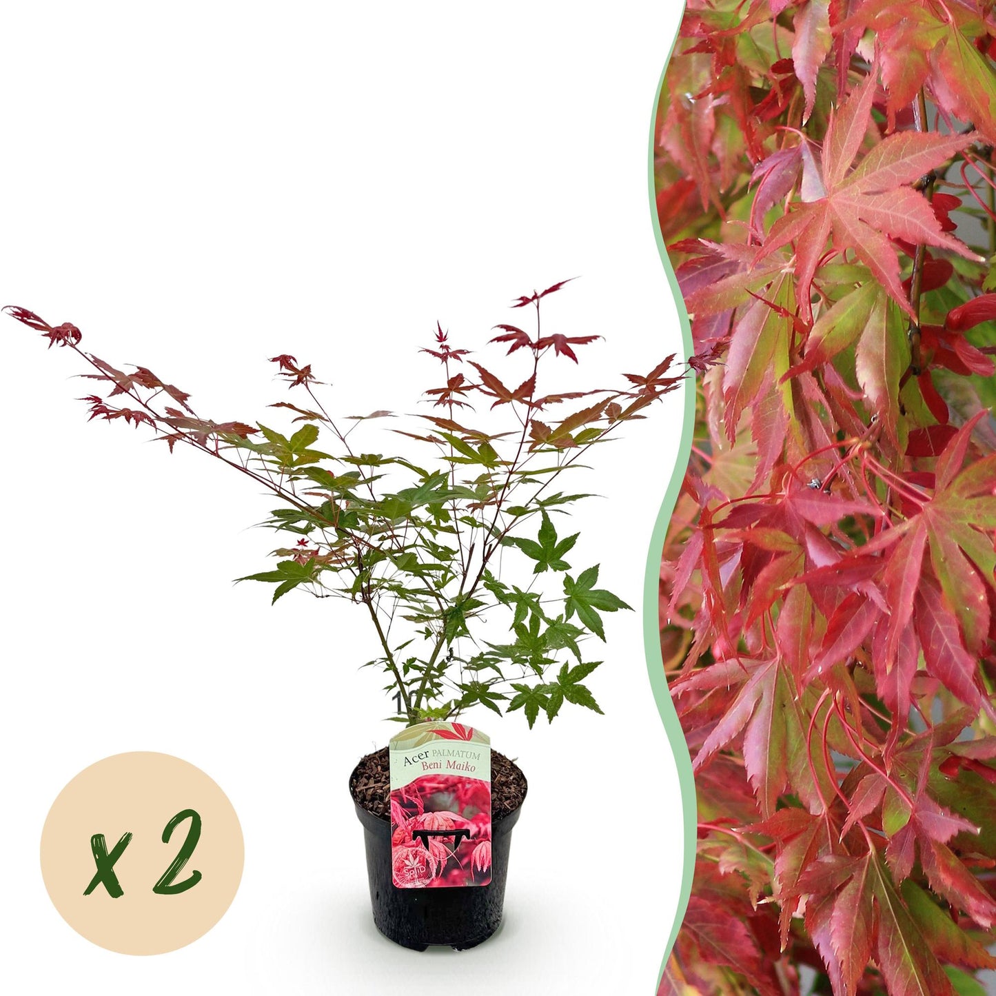 Acer palmatum Beni Maiko : jeune érable japonais rouge en pot avec une bulle 'x2', à côté d'un feuillage d'érable mature, fond blanc.