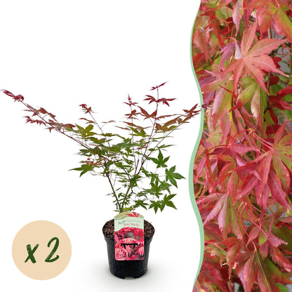 Acer palmatum Beni Maiko : jeune érable japonais rouge en pot avec une bulle 'x2', à côté d'un feuillage d'érable mature, fond blanc.