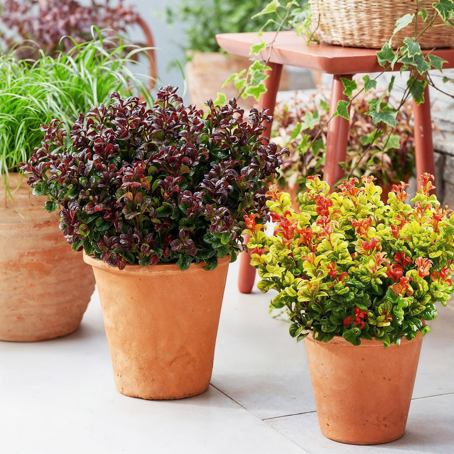 Leucothoe Curly Duo : deux plants aux feuillages colorés (jaune, rouge et vert) en pots de terre cuite sur une terrasse ensoleillée.