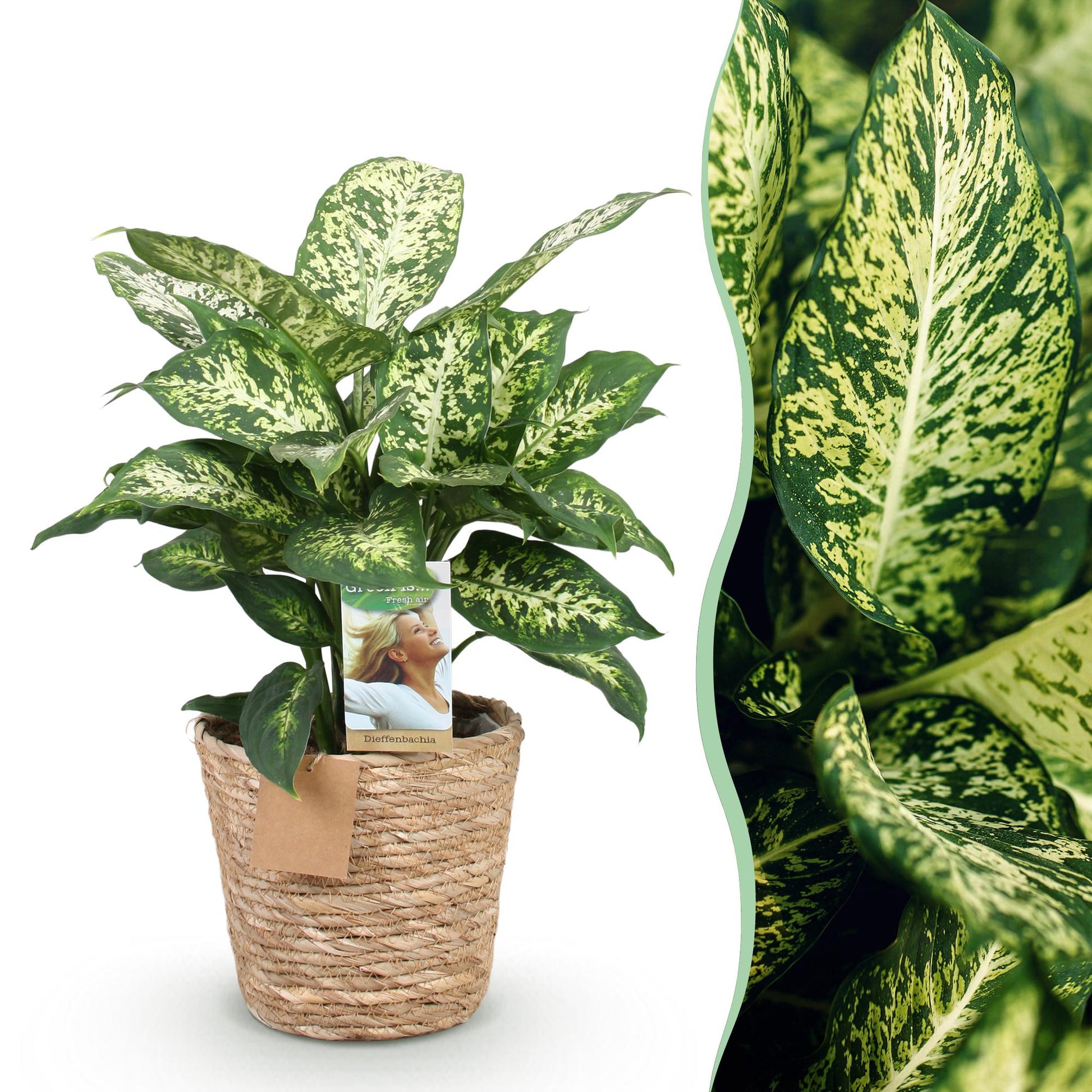 Dieffenbachia Compacta plante d'intérieur en pot 17cm avec cache-pot panier, feuillage panaché vert et crème, hauteur 45-50cm