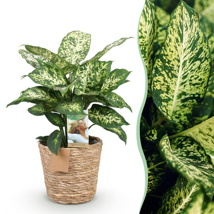 Dieffenbachia Compacta plante d'intérieur en pot 17cm avec cache-pot panier, feuillage panaché vert et crème, hauteur 45-50cm