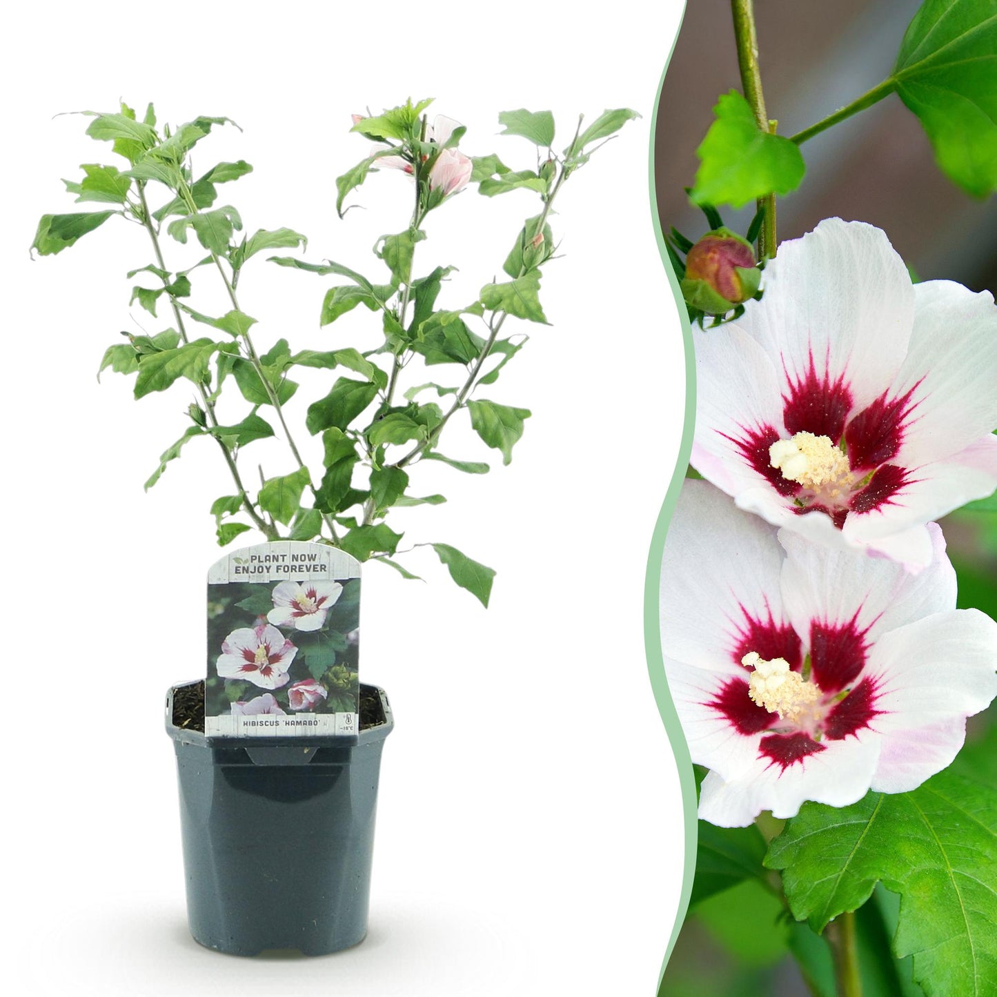 Hibiscus syriacus Hamabo en pot de 17cm et 45cm de haut, accompagné d'un gros plan sur ses belles fleurs blanches aux cœurs rouges.