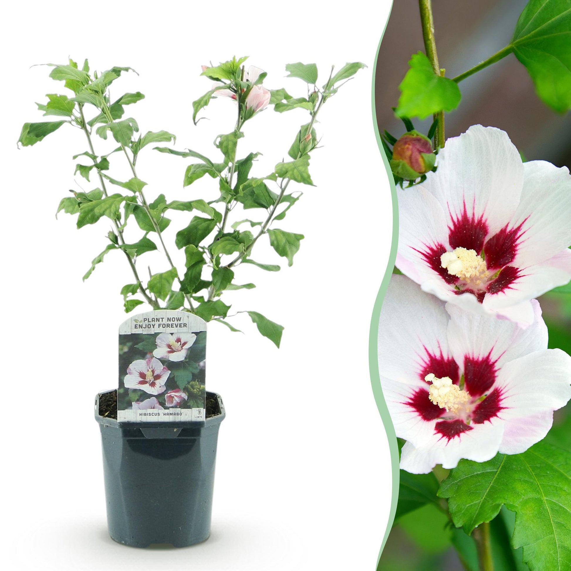 Hibiscus syriacus Hamabo en pot de 17cm et 45cm de haut, accompagné d'un gros plan sur ses belles fleurs blanches aux cœurs rouges.