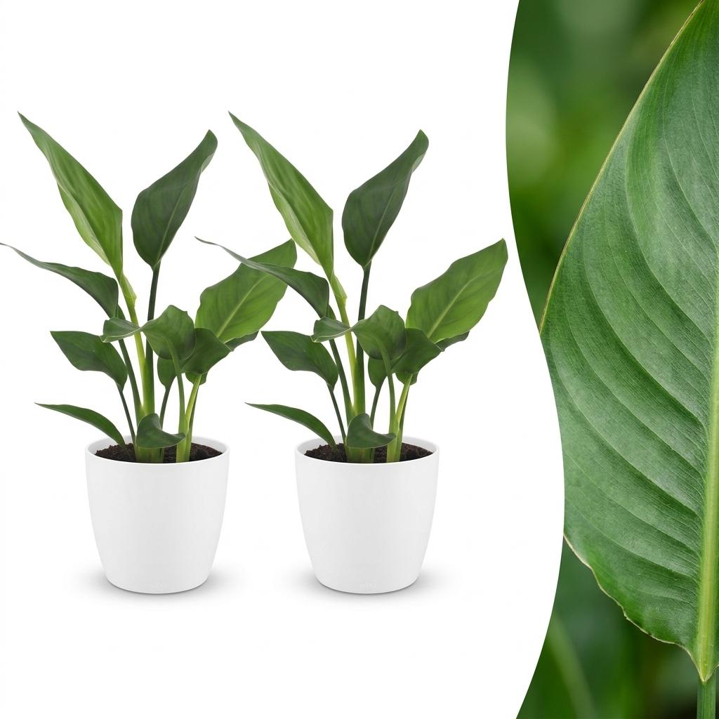 Deux Strelitzia Reginea avec leur feuillage vert luxuriant présentés dans des cache-pots blancs, un oiseau de paradis élégant