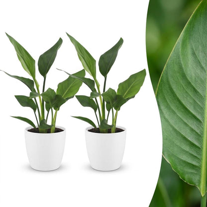 Deux Strelitzia Reginea avec leur feuillage vert luxuriant présentés dans des cache-pots blancs, un oiseau de paradis élégant