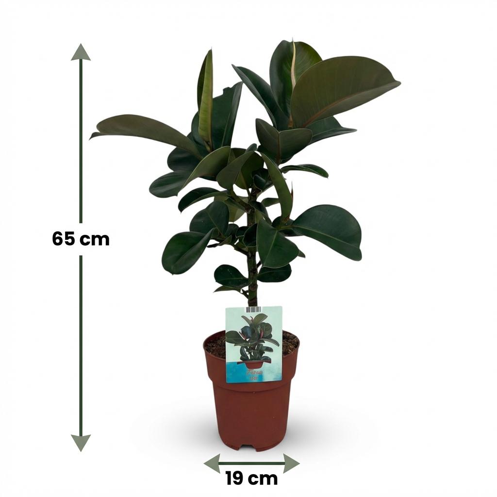 Plante d'intérieur - Caoutchouc - Ficus Elastica Cloe - Vert - Peu d'entretien - 1 Plante - Pot 19cm - Hauteur 65cm