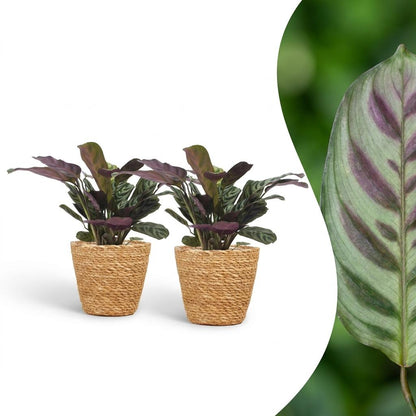 Deux Ctenanthe Burle Marxii, plantes de la prière arête de poisson, avec un feuillage vert-argenté et revers pourpre, dans des cache-pots