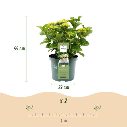 Hortensia Magical Nobless. Infographie montrant un plant en pot, sa hauteur (55 cm) et le diamètre du pot (23 cm). En bas, l'espacement de p