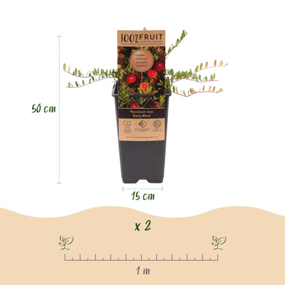 Cranberry 'Early Black'. Plant en pot de 15 cm de diamètre, hauteur 50 cm. Schéma pour la plantation d'un lot de 2 plants avec un espacement
