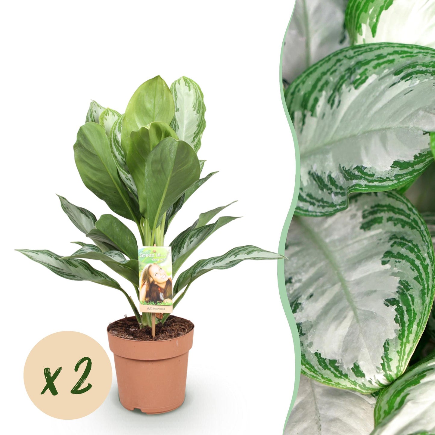 Un Aglaonema Silver Bay au feuillage argenté et vert lumineux dans un pot de culture marron, avec un gros plan sur ses feuilles uniques